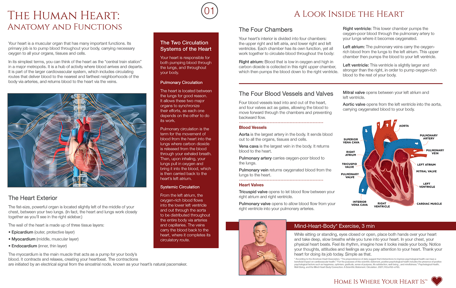 Heart Anatomy insert